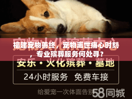 福建宠物善终，宠物离世痛心时刻，专业殡葬服务何处寻？