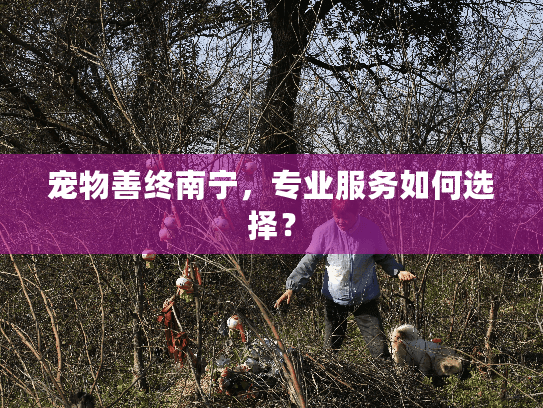 宠物善终南宁，专业服务如何选择？