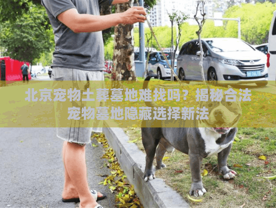 北京宠物土葬墓地难找吗？揭秘合法宠物墓地隐藏选择新法