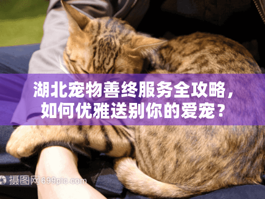 湖北宠物善终服务全攻略，如何优雅送别你的爱宠？