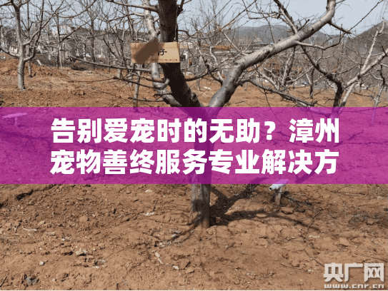 告别爱宠时的无助？漳州宠物善终服务专业解决方案