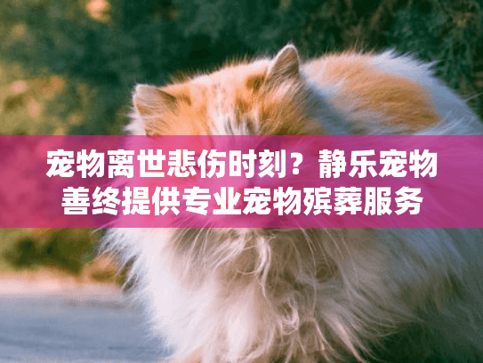 宠物离世悲伤时刻？静乐宠物善终提供专业宠物殡葬服务