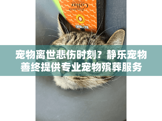 宠物离世悲伤时刻？静乐宠物善终提供专业宠物殡葬服务