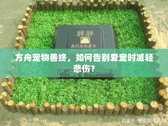 方舟宠物善终，如何告别爱宠时减轻悲伤？