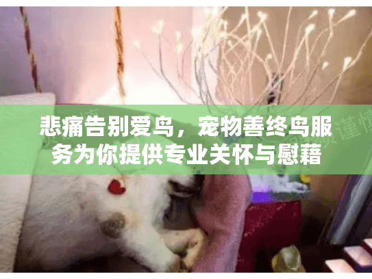 悲痛告别爱鸟，宠物善终鸟服务为你提供专业关怀与慰藉