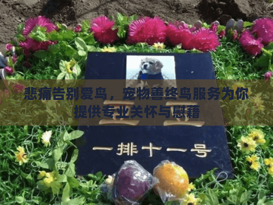 悲痛告别爱鸟，宠物善终鸟服务为你提供专业关怀与慰藉