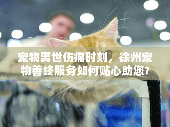 宠物离世伤痛时刻，徐州宠物善终服务如何贴心助您?
