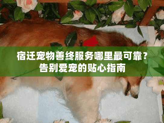 宿迁宠物善终服务哪里最可靠？告别爱宠的贴心指南