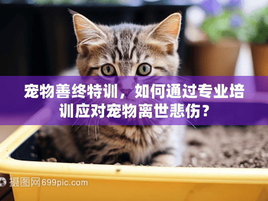 宠物善终特训，如何通过专业培训应对宠物离世悲伤？