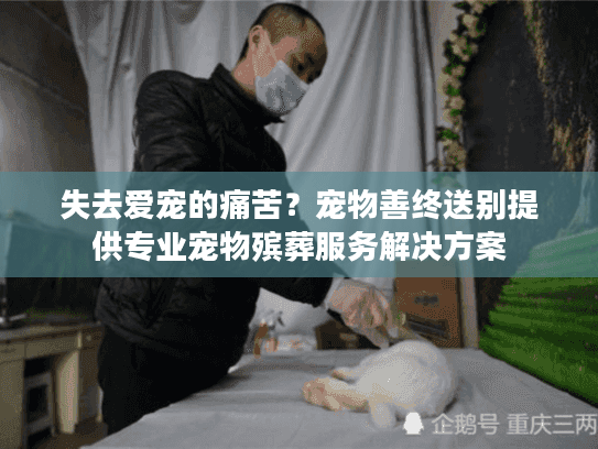 失去爱宠的痛苦？宠物善终送别提供专业宠物殡葬服务解决方案