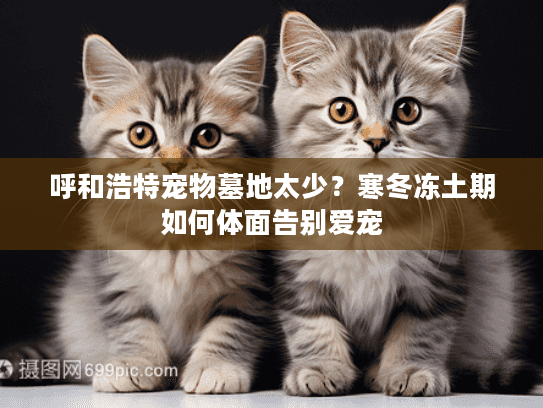 呼和浩特宠物墓地太少？寒冬冻土期如何体面告别爱宠