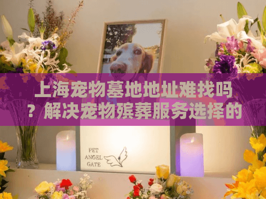 上海宠物墓地地址难找吗？解决宠物殡葬服务选择的现实困惑