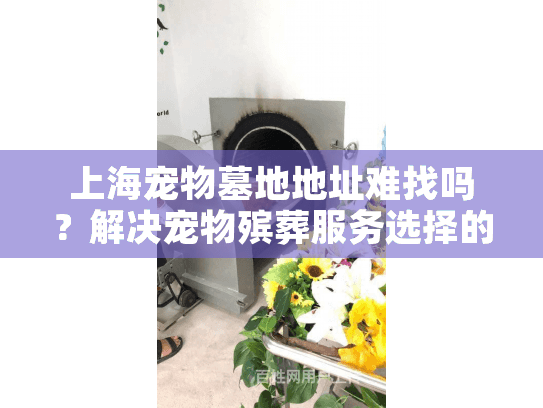 上海宠物墓地地址难找吗？解决宠物殡葬服务选择的现实困惑