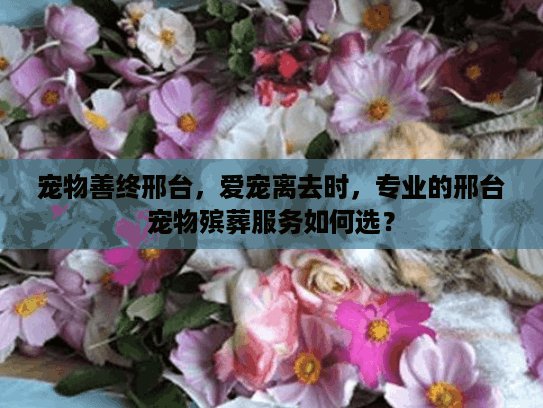 宠物善终邢台，爱宠离去时，专业的邢台宠物殡葬服务如何选？