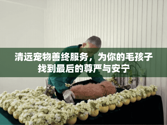 清远宠物善终服务，为你的毛孩子找到最后的尊严与安宁