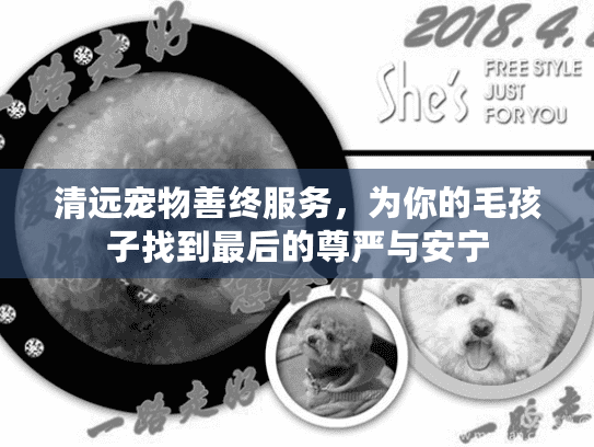 清远宠物善终服务，为你的毛孩子找到最后的尊严与安宁