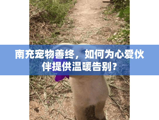 南充宠物善终，如何为心爱伙伴提供温暖告别？