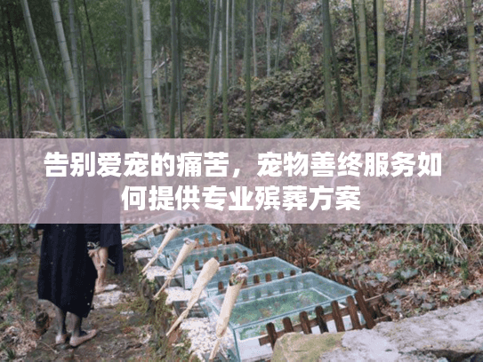 告别爱宠的痛苦，宠物善终服务如何提供专业殡葬方案