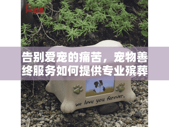 告别爱宠的痛苦，宠物善终服务如何提供专业殡葬方案
