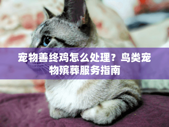 宠物善终鸡怎么处理？鸟类宠物殡葬服务指南