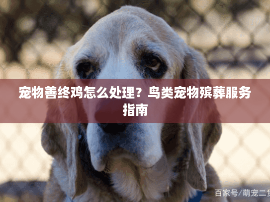 宠物善终鸡怎么处理？鸟类宠物殡葬服务指南