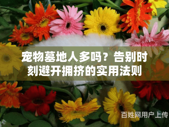 宠物墓地人多吗？告别时刻避开拥挤的实用法则