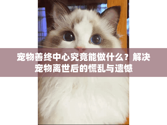 宠物善终中心究竟能做什么？解决宠物离世后的慌乱与遗憾