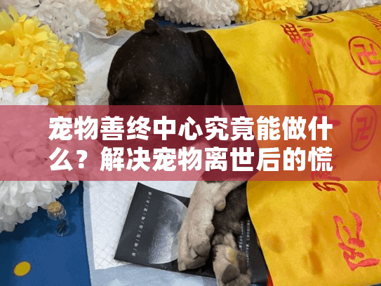 宠物善终中心究竟能做什么？解决宠物离世后的慌乱与遗憾