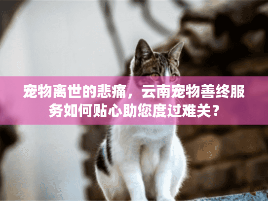 宠物离世的悲痛，云南宠物善终服务如何贴心助您度过难关？