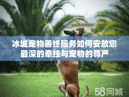 冰城宠物善终服务如何安放您最深的牵挂与宠物的尊严