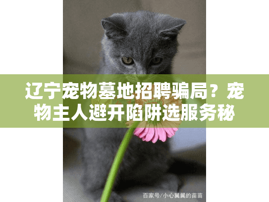 辽宁宠物墓地招聘骗局？宠物主人避开陷阱选服务秘诀