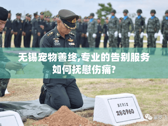 无锡宠物善终,专业的告别服务如何抚慰伤痛?