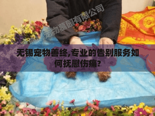 无锡宠物善终,专业的告别服务如何抚慰伤痛?