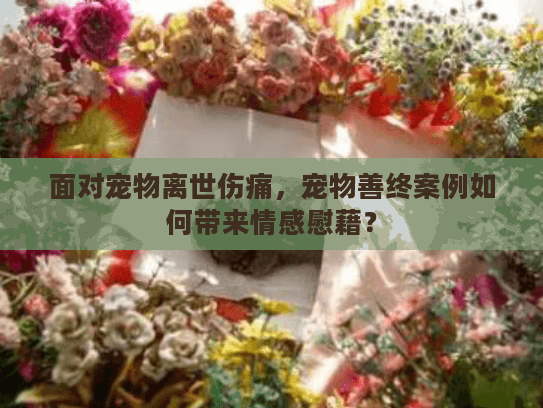 面对宠物离世伤痛，宠物善终案例如何带来情感慰藉？