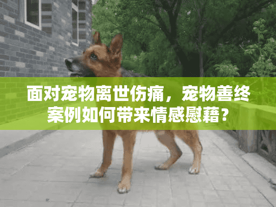 面对宠物离世伤痛，宠物善终案例如何带来情感慰藉？