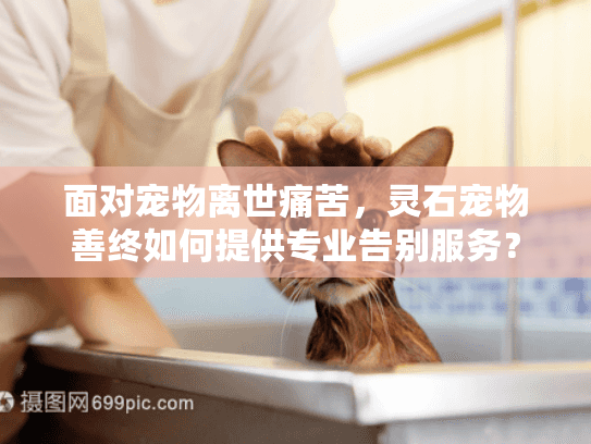 面对宠物离世痛苦，灵石宠物善终如何提供专业告别服务？