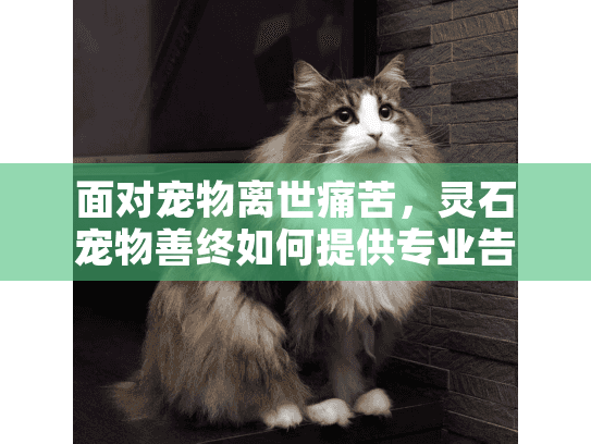 面对宠物离世痛苦，灵石宠物善终如何提供专业告别服务？