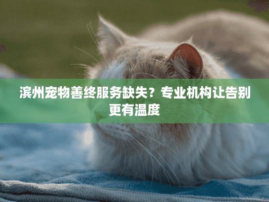 滨州宠物善终服务缺失？专业机构让告别更有温度