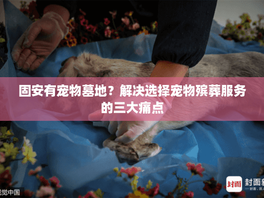 固安有宠物墓地？解决选择宠物殡葬服务的三大痛点