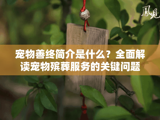 宠物善终简介是什么？全面解读宠物殡葬服务的关键问题