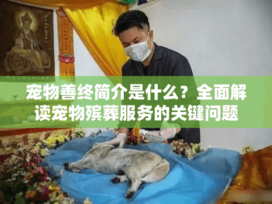宠物善终简介是什么？全面解读宠物殡葬服务的关键问题