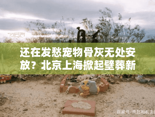 还在发愁宠物骨灰无处安放？北京上海掀起壁葬新风潮