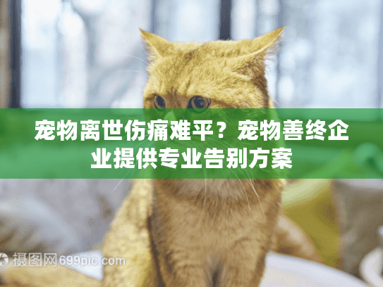 宠物离世伤痛难平？宠物善终企业提供专业告别方案