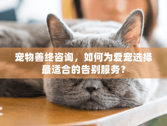宠物善终咨询，如何为爱宠选择最适合的告别服务？
