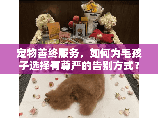 宠物善终服务，如何为毛孩子选择有尊严的告别方式？