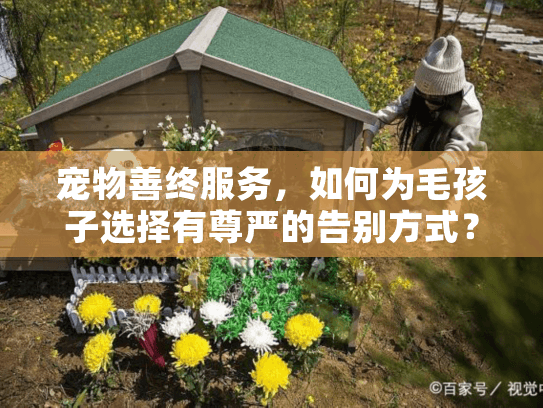 宠物善终服务，如何为毛孩子选择有尊严的告别方式？