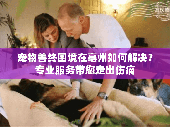 宠物善终困境在亳州如何解决？专业服务带您走出伤痛