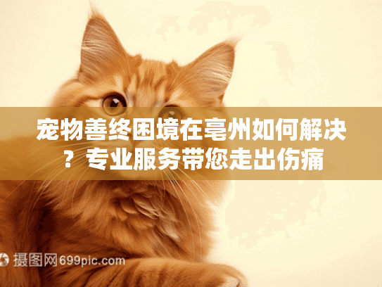 宠物善终困境在亳州如何解决？专业服务带您走出伤痛