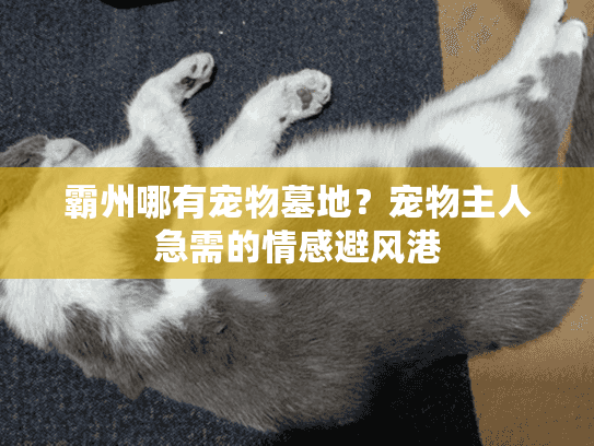 霸州哪有宠物墓地？宠物主人急需的情感避风港