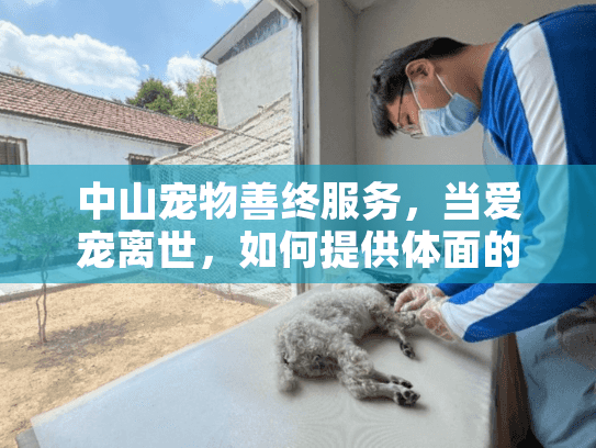中山宠物善终服务，当爱宠离世，如何提供体面的告别？